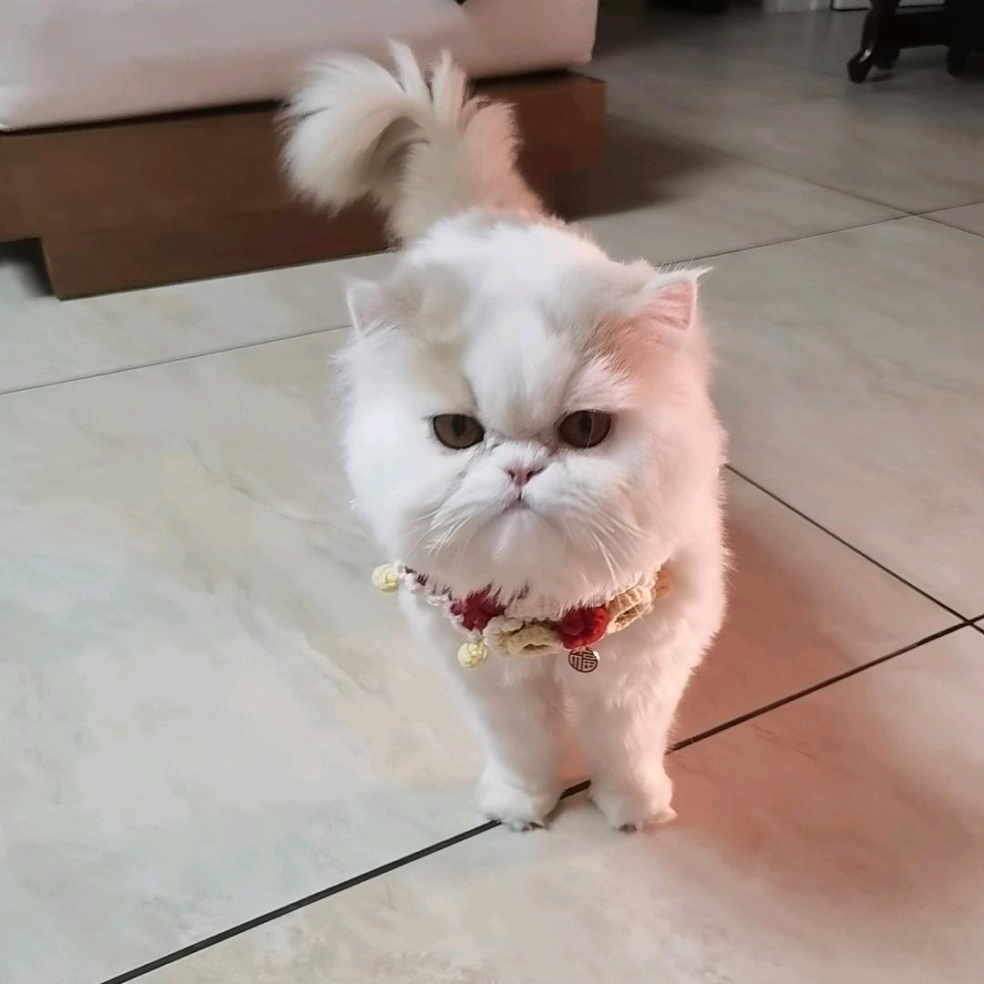 人间有味是清欢