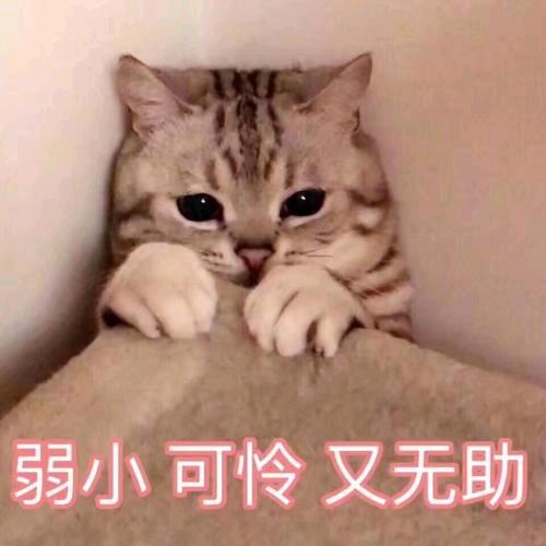 肉丸