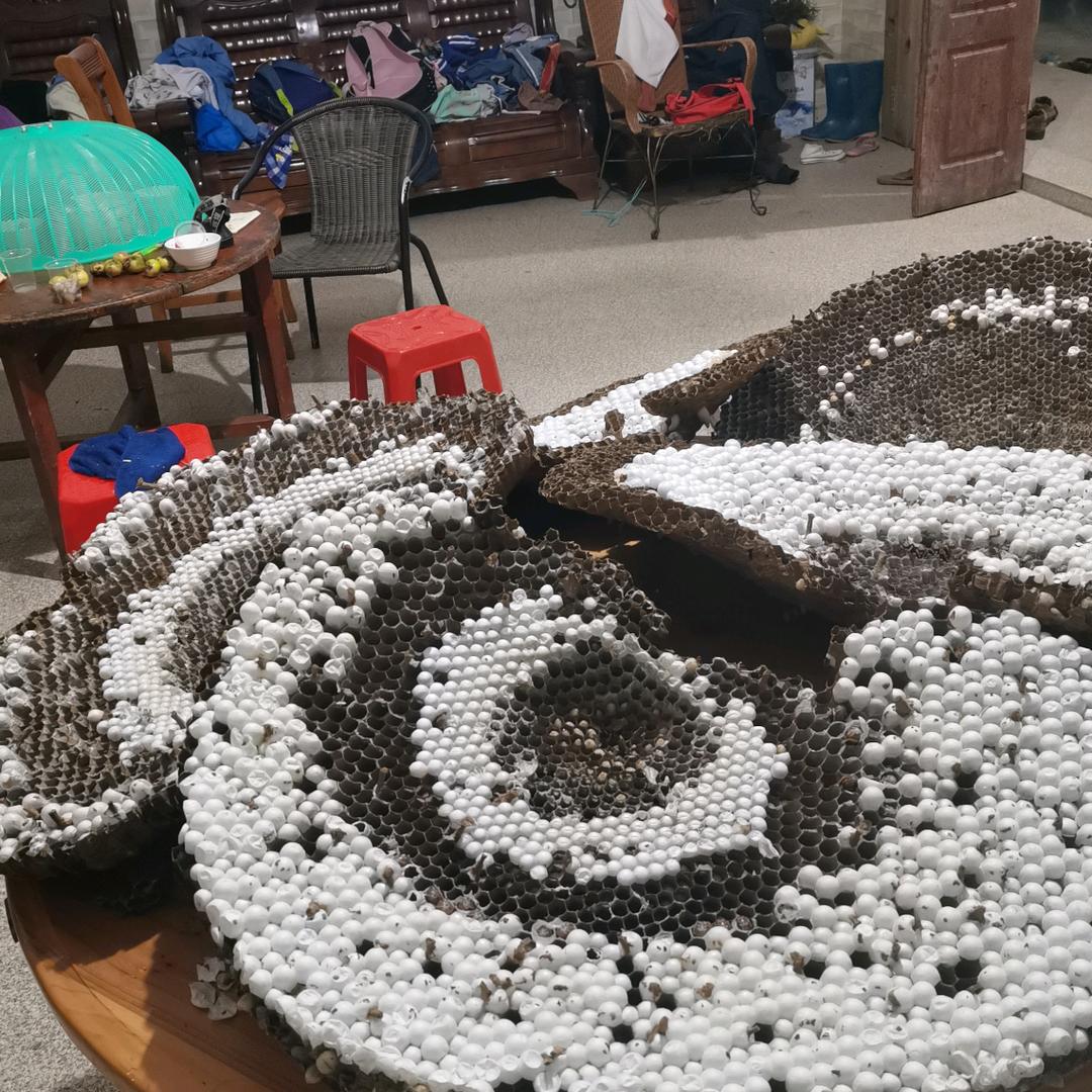 用户5430538758095找蜂大王