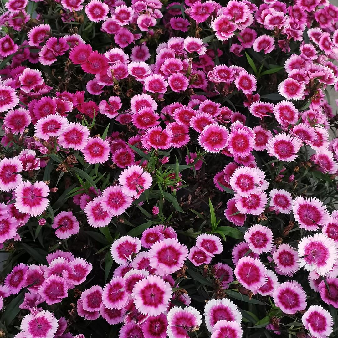 ℳ.ℓ💞往🕊ꦿ后᭄ঞ余ꦿ᭄生ঞ༊ღ