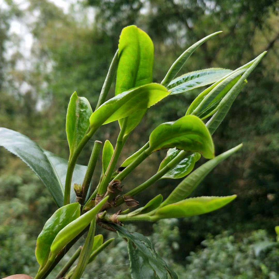 我的家乡是西双版纳万亩茶园