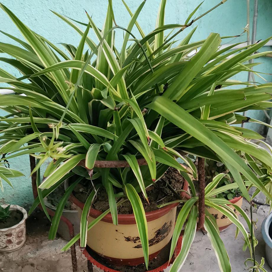 顺其自然