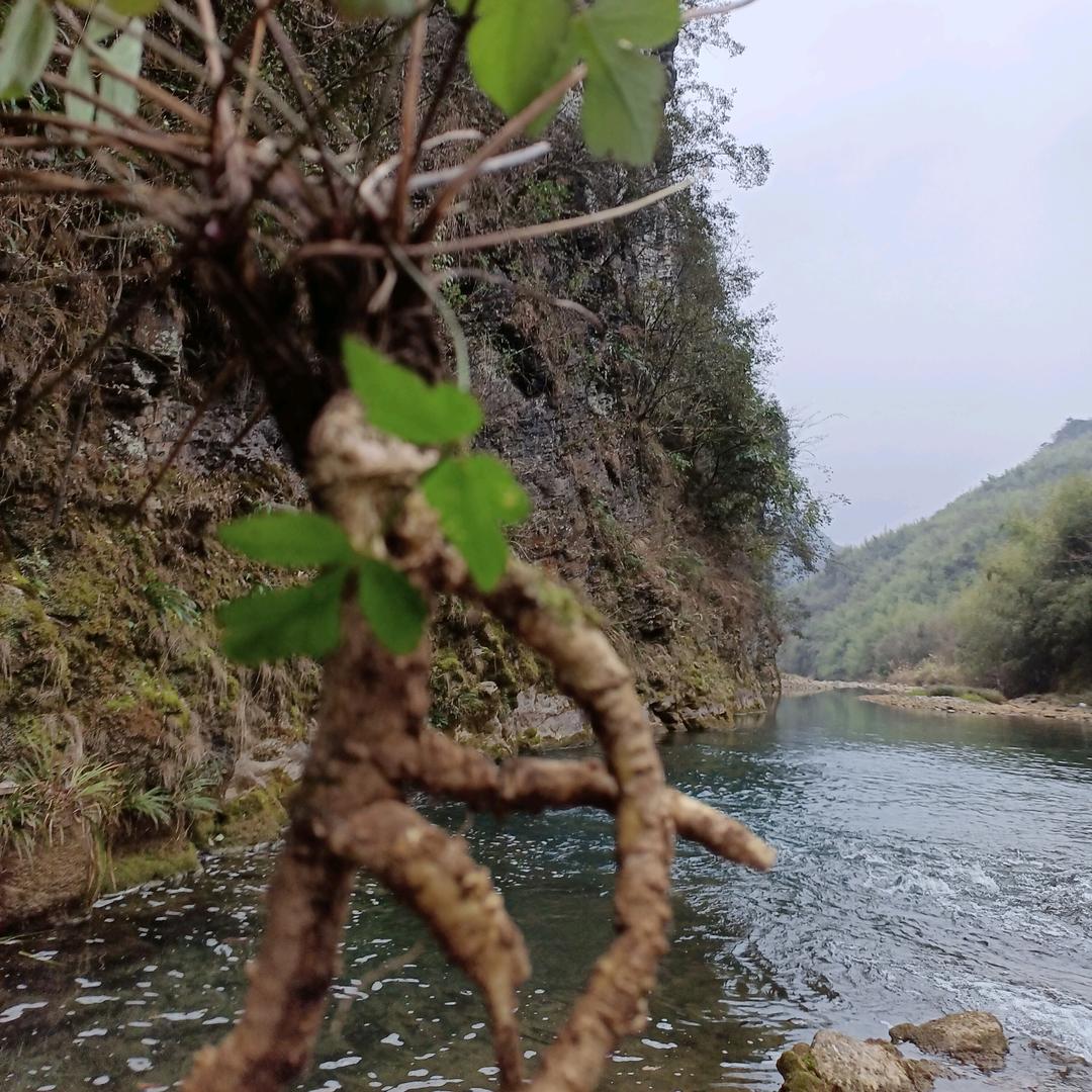 百草药