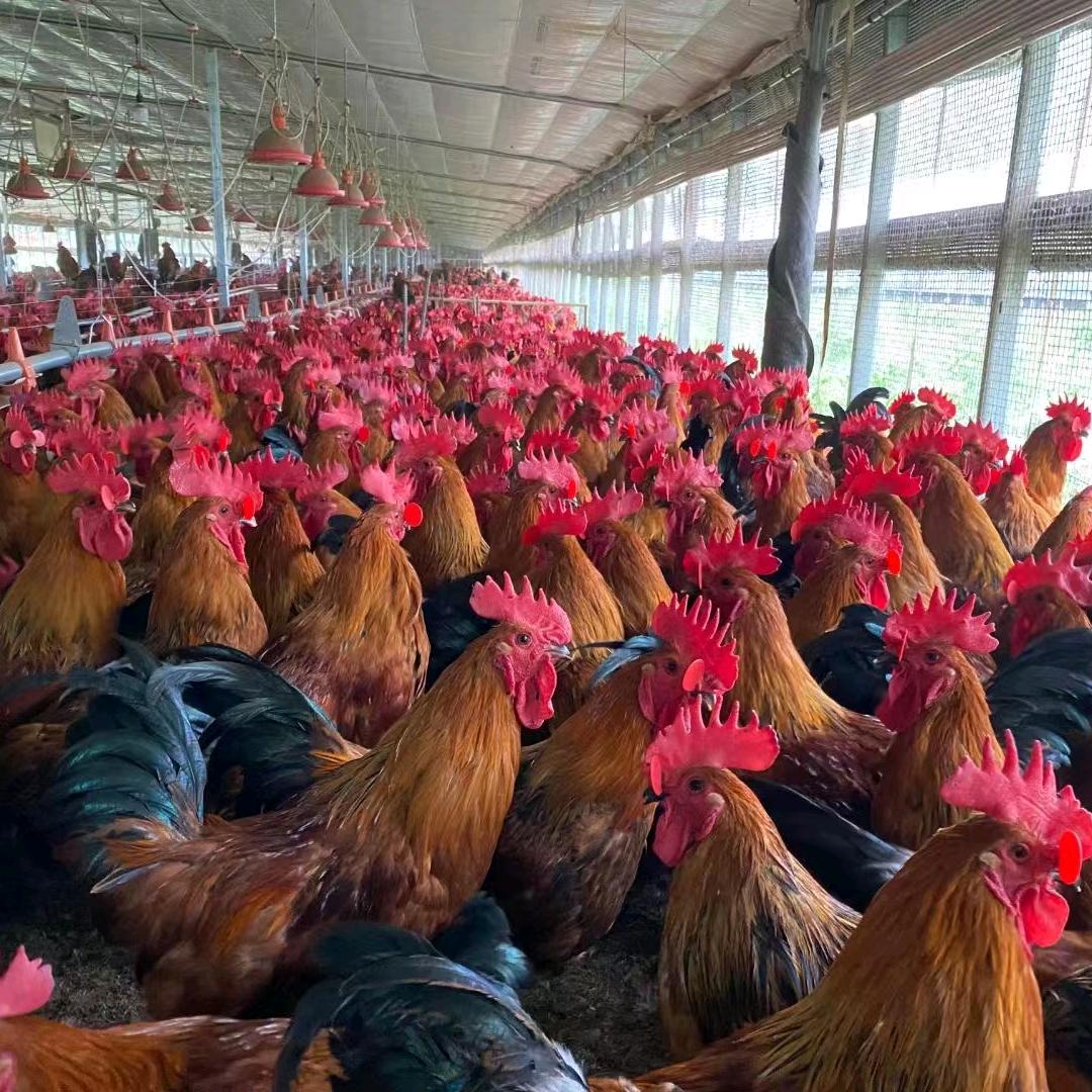 盘州大鸡批发零售