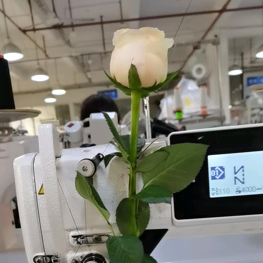 雪梅花