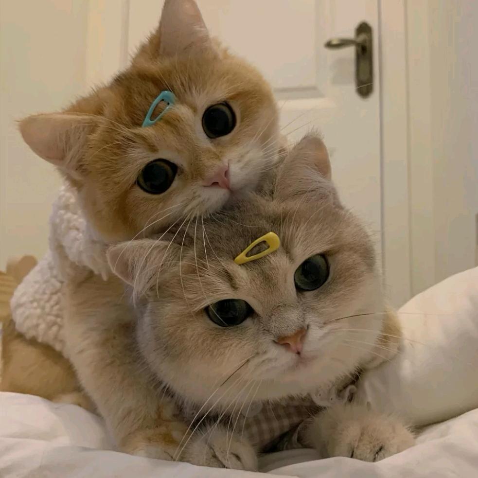 幽妹妹