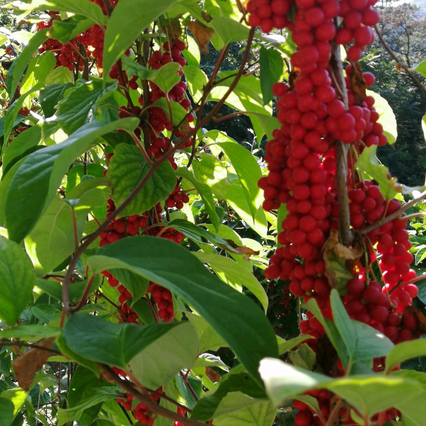 五味人生7251607562785