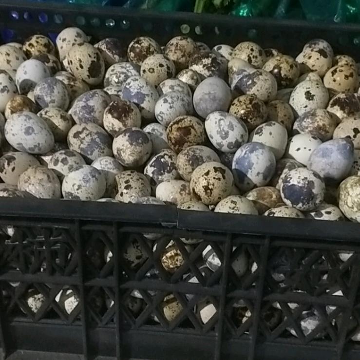 常年批发鹌鹑蛋