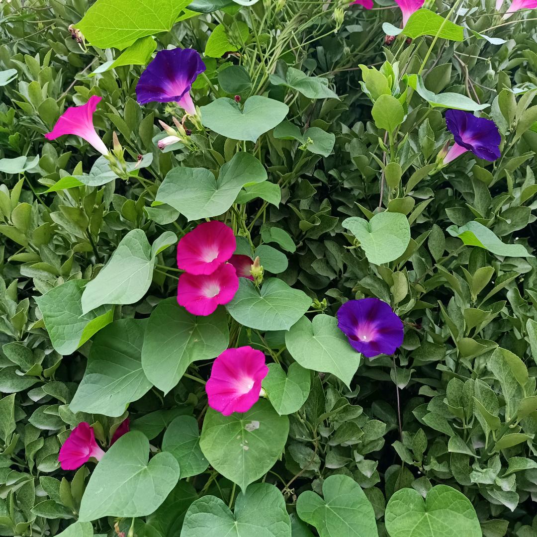 “荆”非昔比
