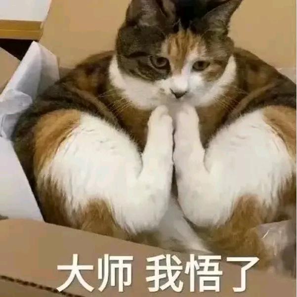 局外の猫