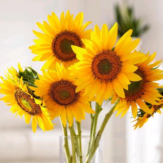 🌸岁月静好🌸