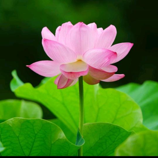 杨姐爱分享