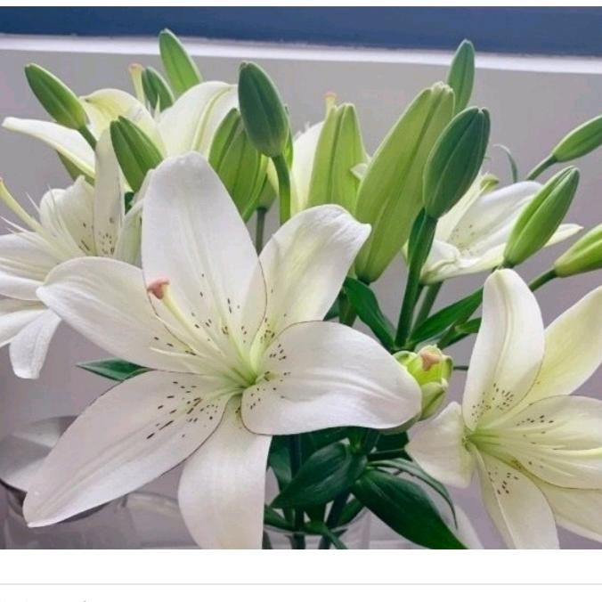 黄冈卾东鲜花批发