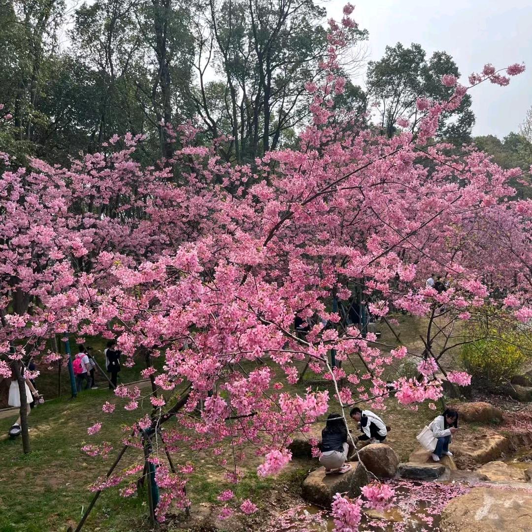 山鹰哥
