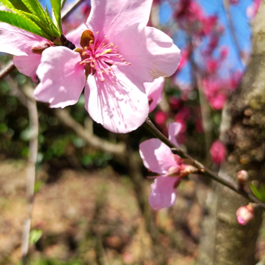 萍