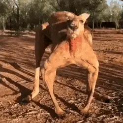 热干面味的米酒