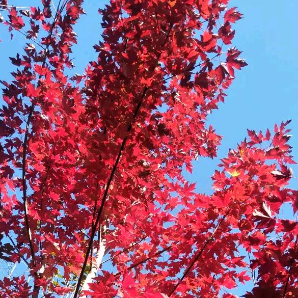 红叶子🍁️