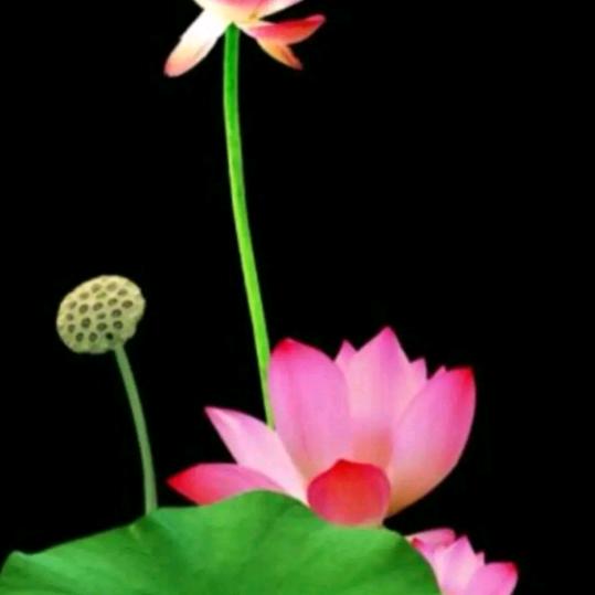 芳草