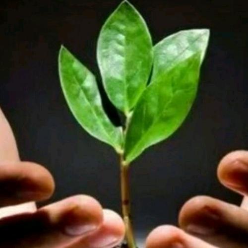 红颜旧梦（勿连赞）