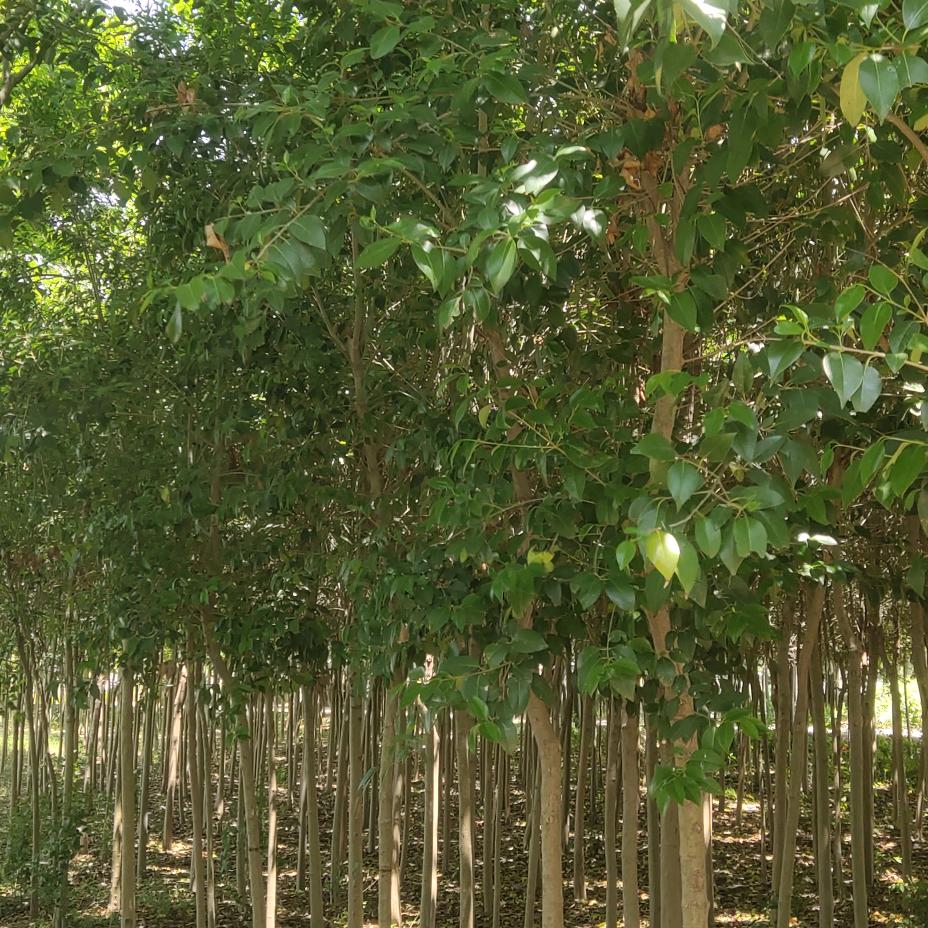 鸿德土建工程责任有限公司