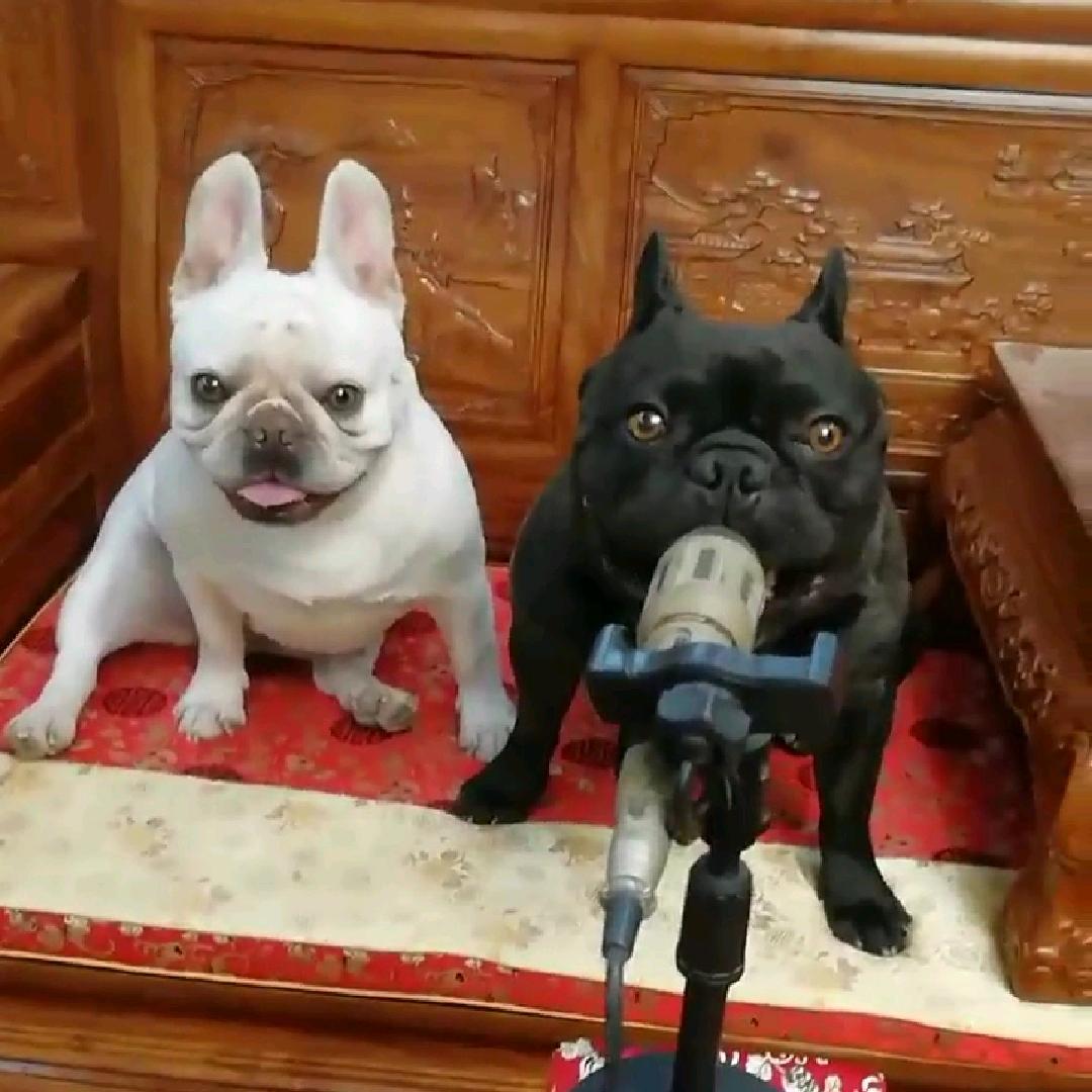 法斗球球和妞妞