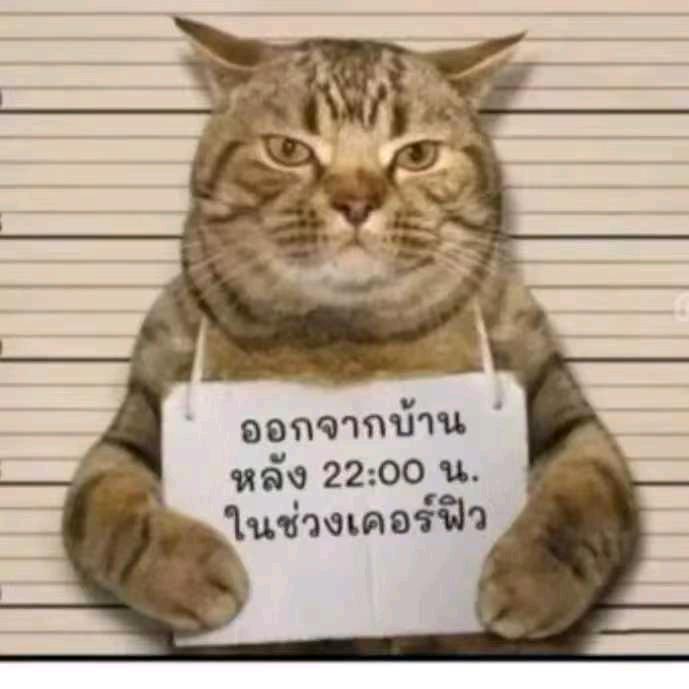 桂观