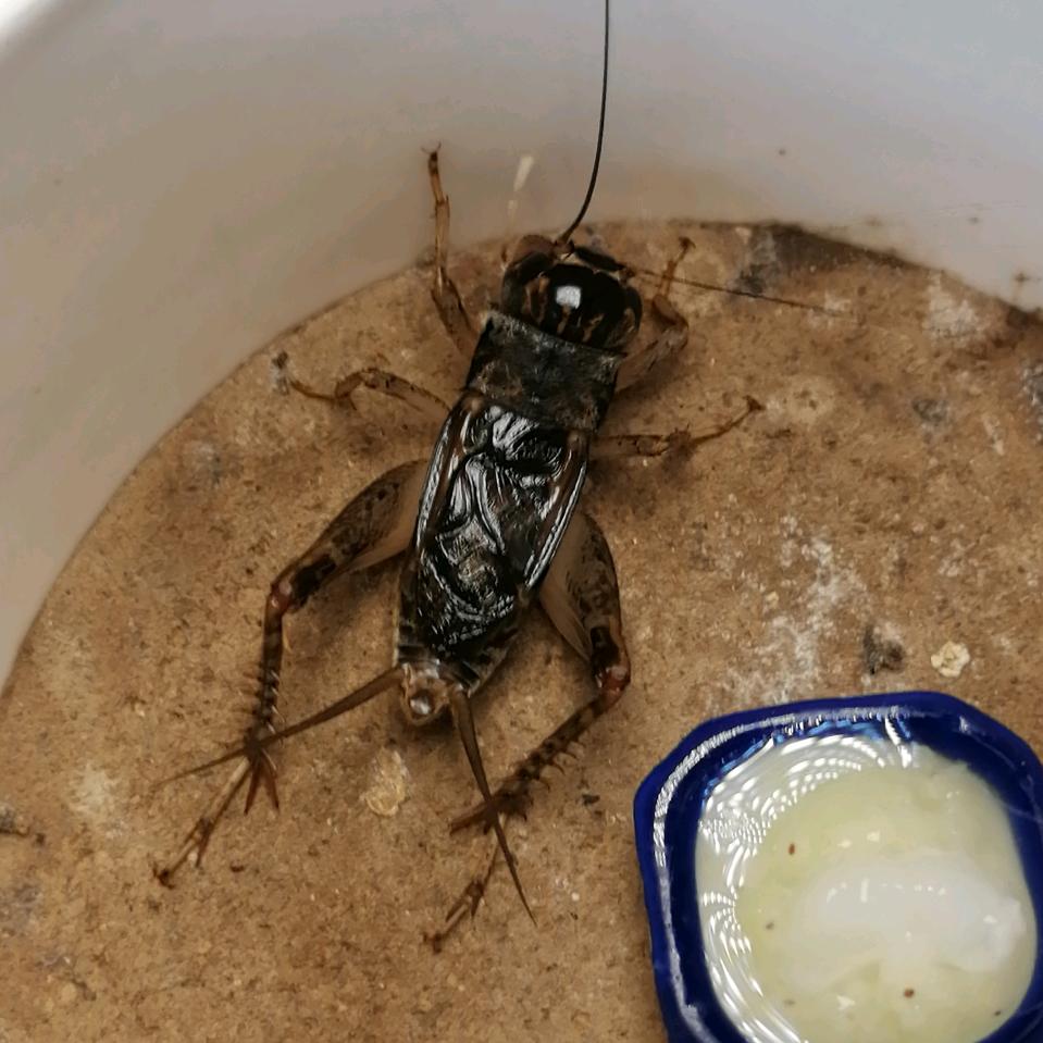 王宝坤