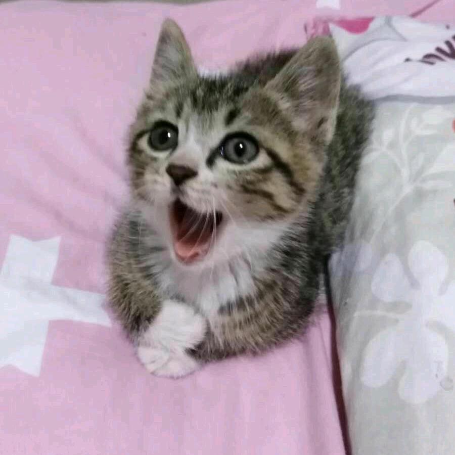 @西西