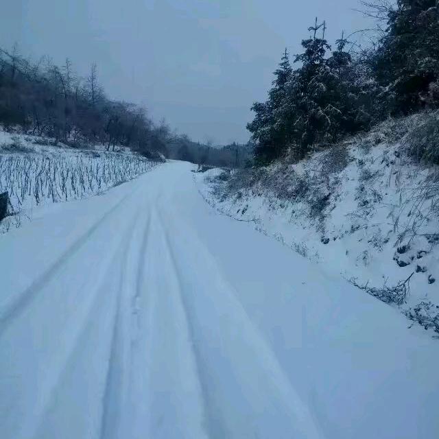 雪中飞燕