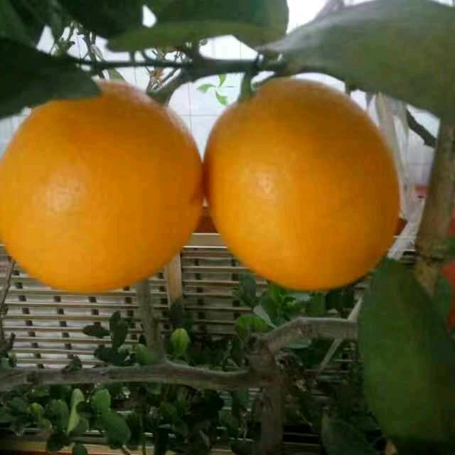 白天不知夜的黑