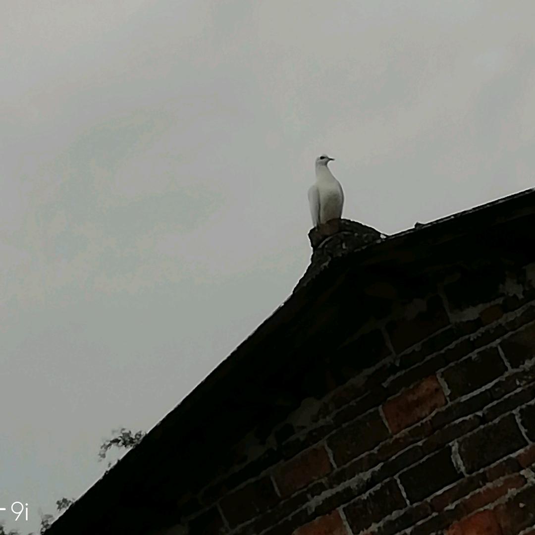 鸽白泥