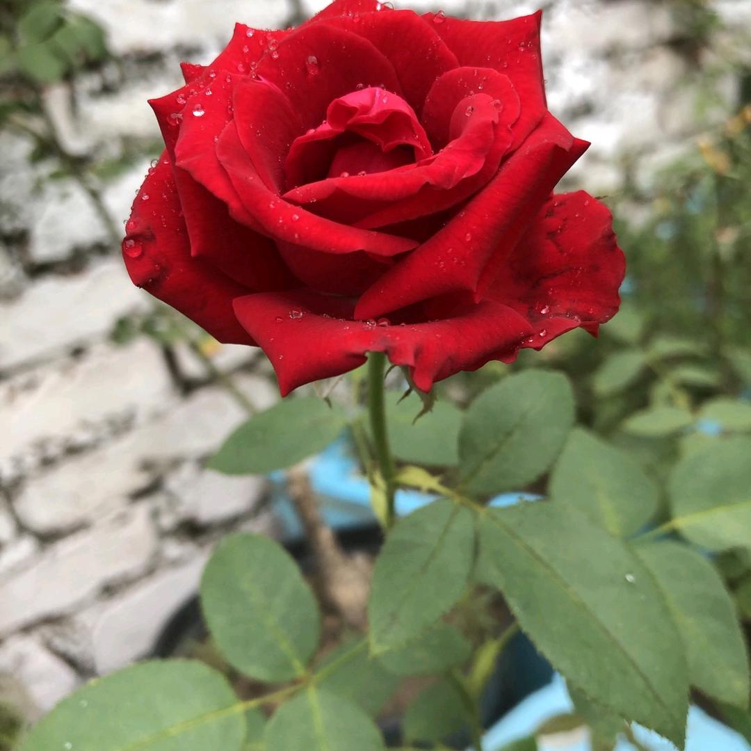 🐶八二年的单身爸爸🐻🐻