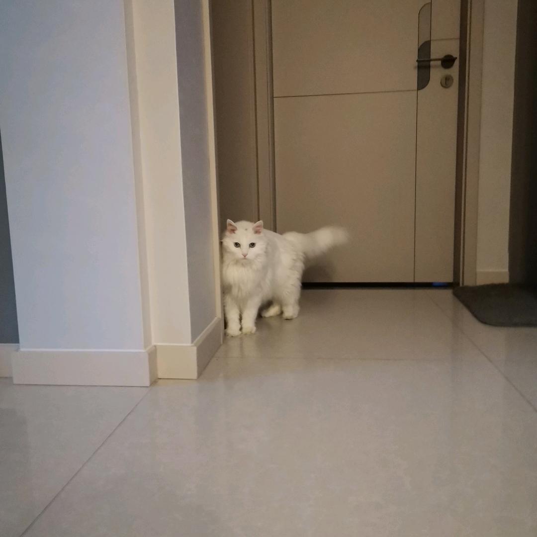 小白