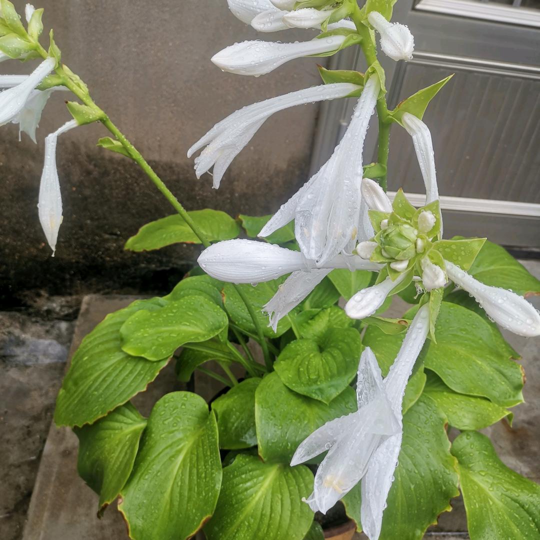 余生平安