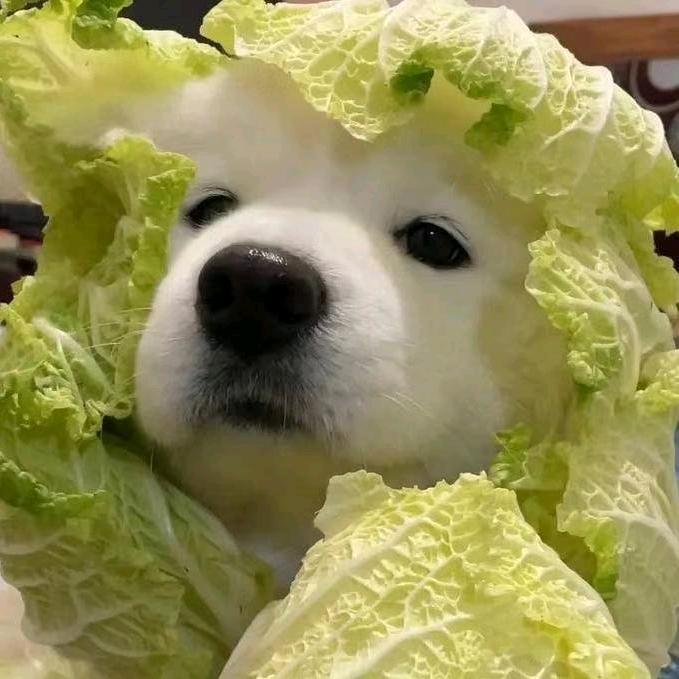 我是辰星吖