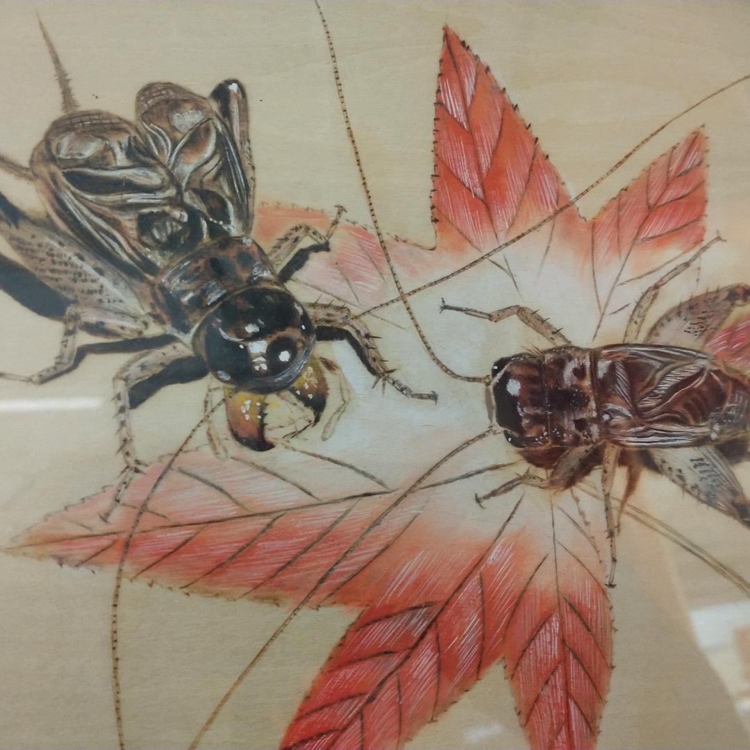小虫数码
