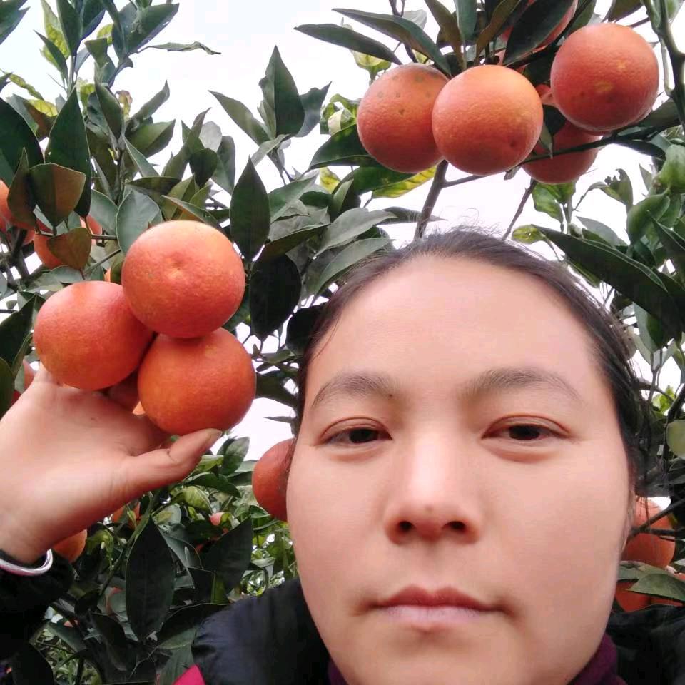 南橘树