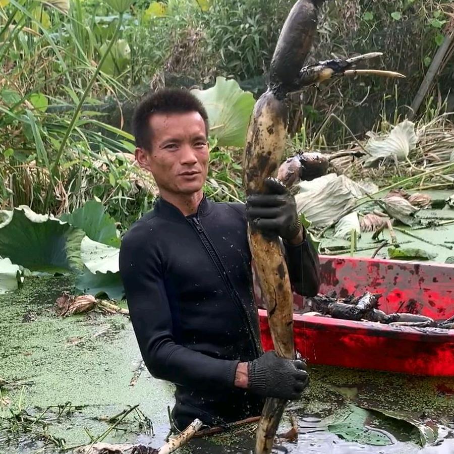 洪湖莲农