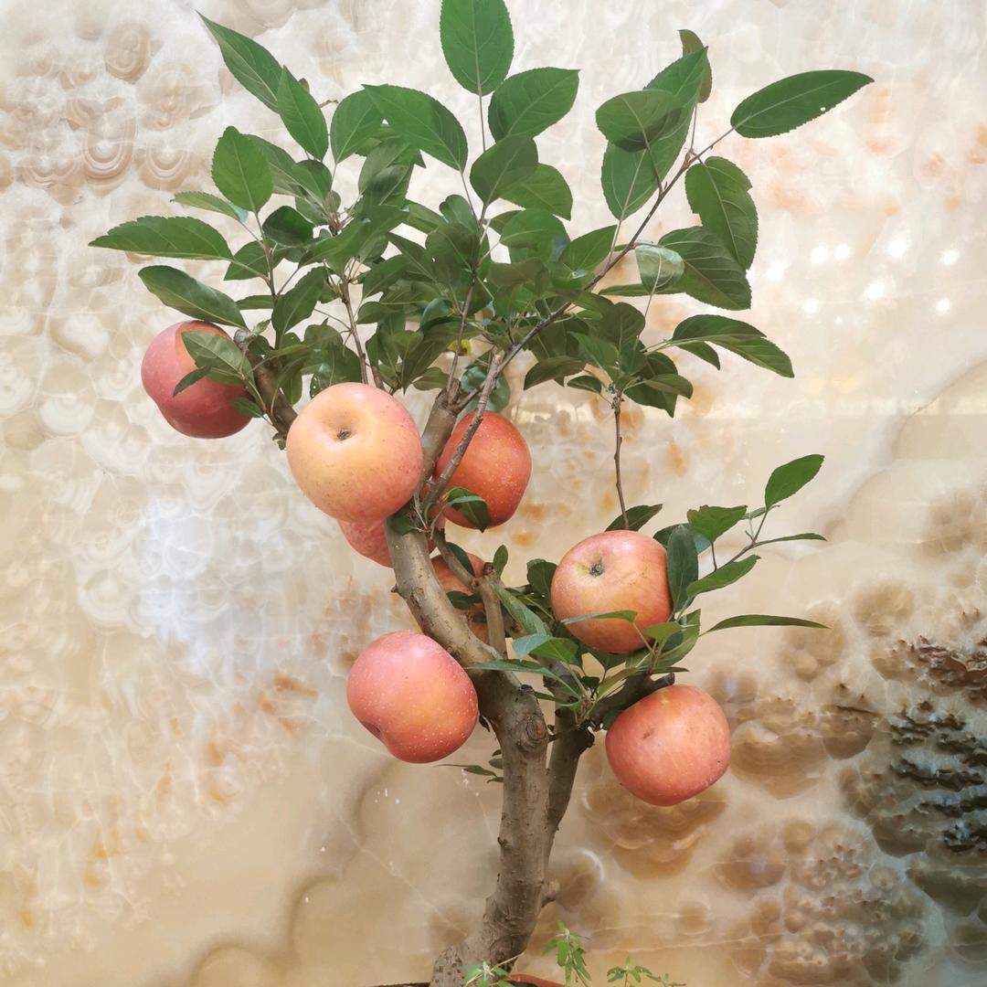🍎好柿连连🍎