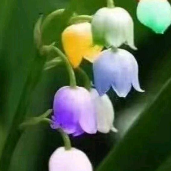 @冰是睡着的水@