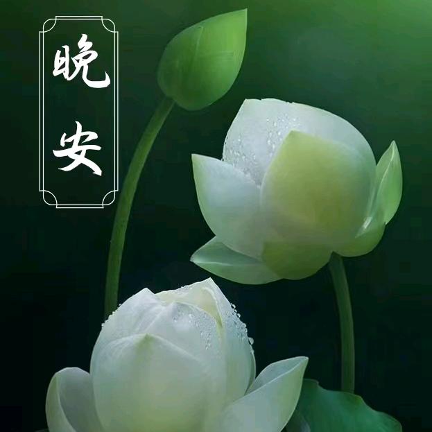 菩提家园