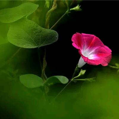 风神爱（手机摄影）