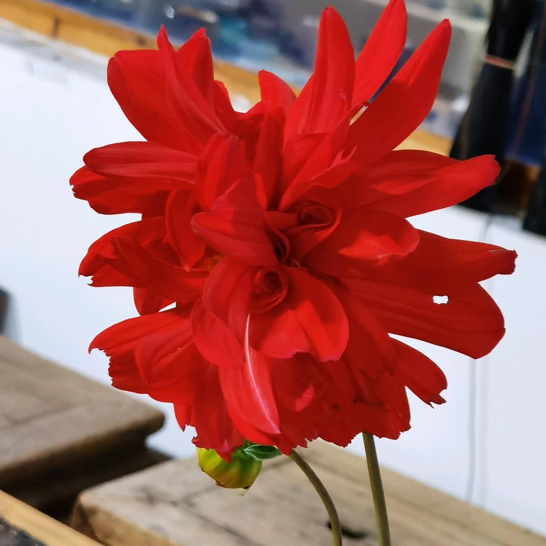 秋菘