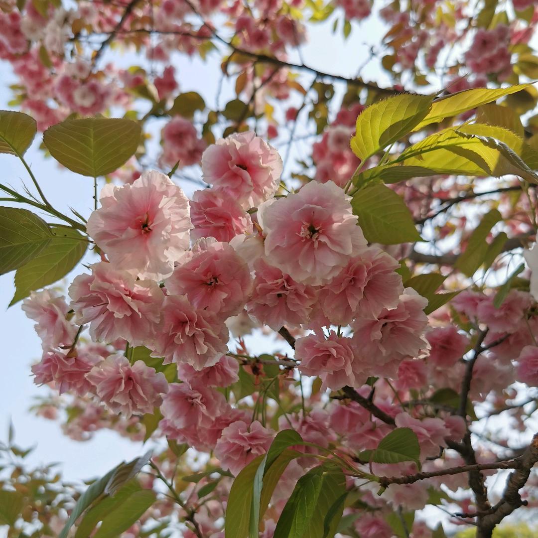 橘子珠儿