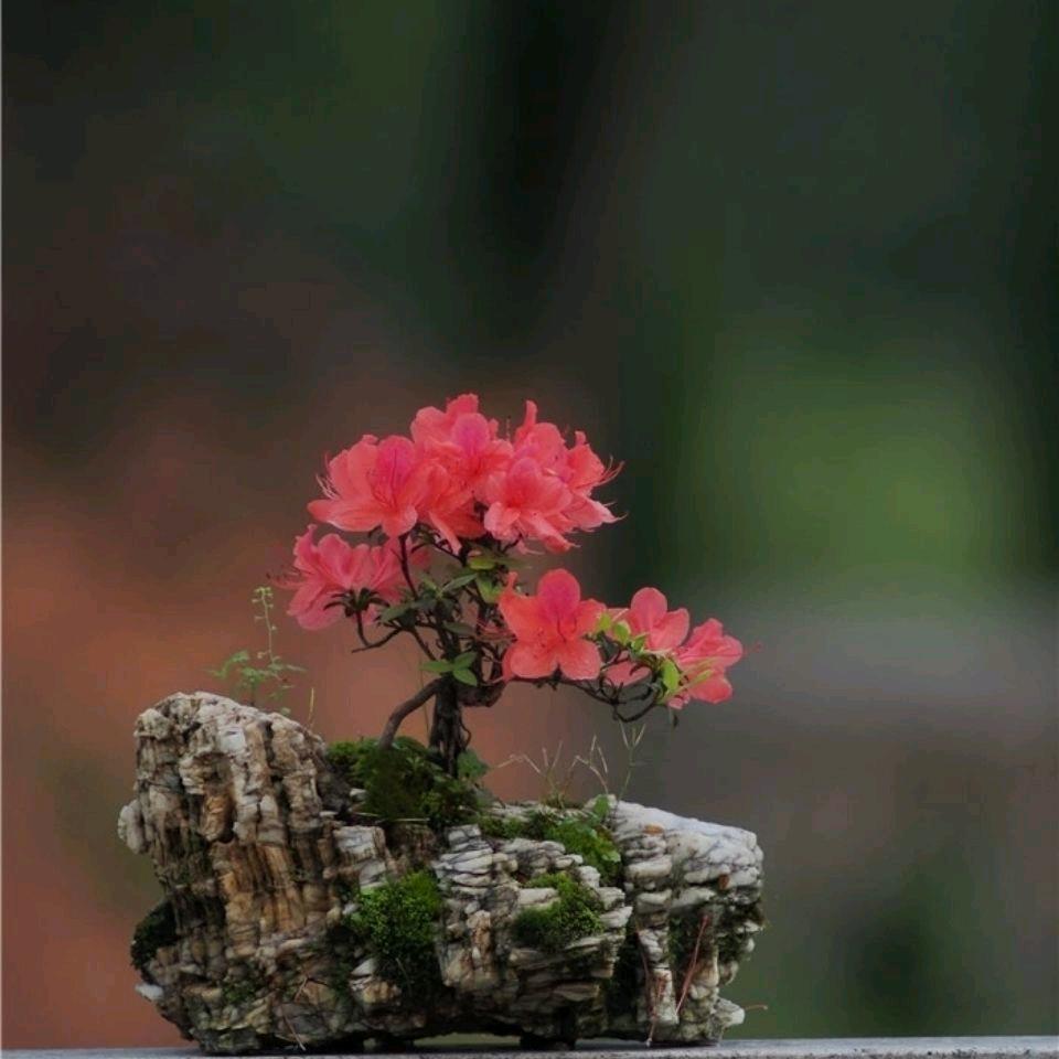 曼妙落山桩