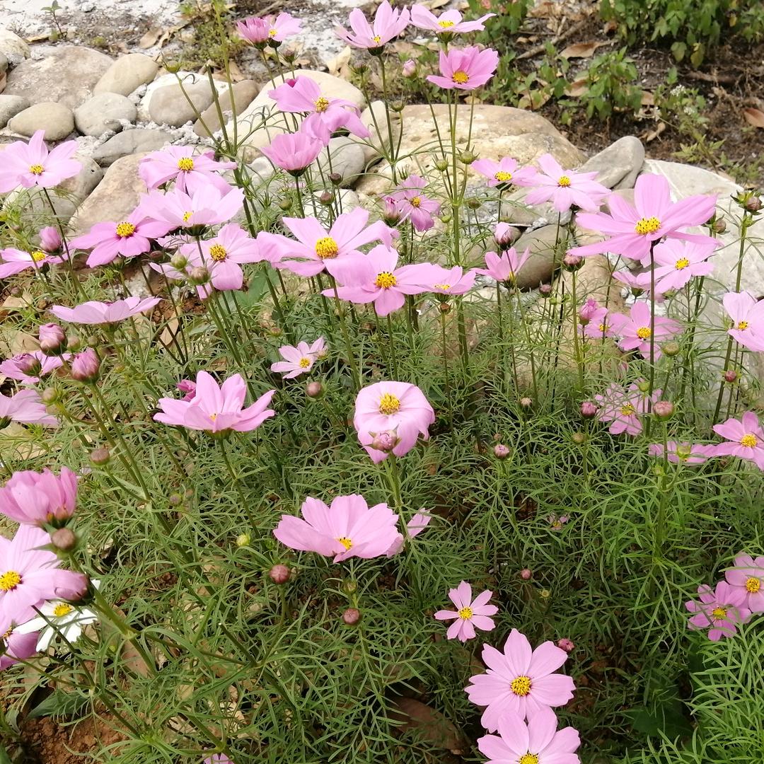 梁☯宸๑҉ ℒℴѵℯ羙·憬ꦿ໊ོﻬ°