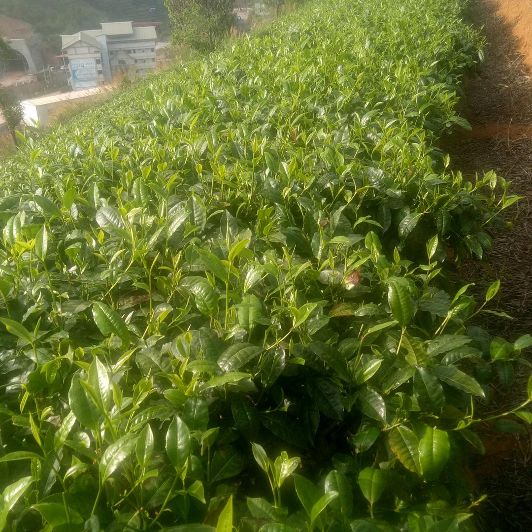 百年酒王