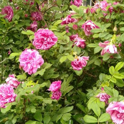 芜湖丁老师视频学员刘美莲