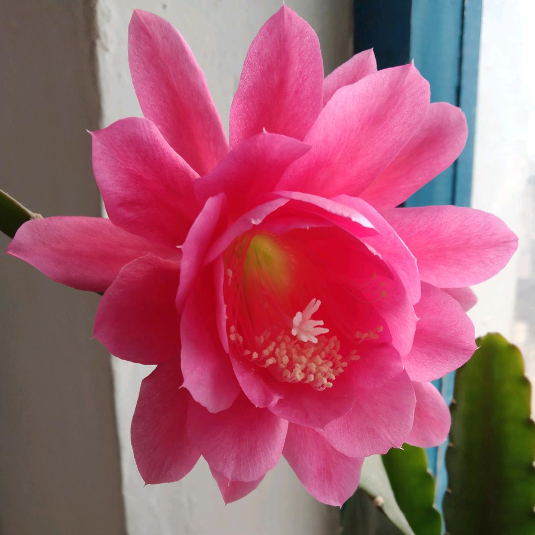 淑芬