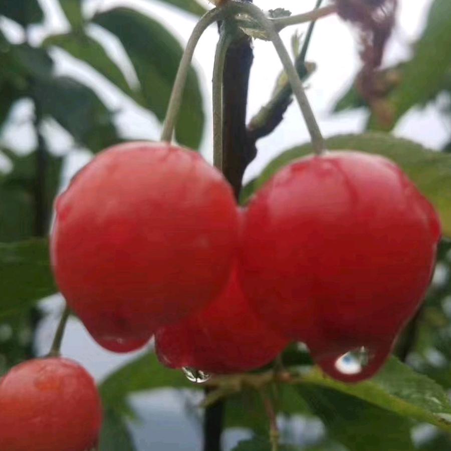 花花